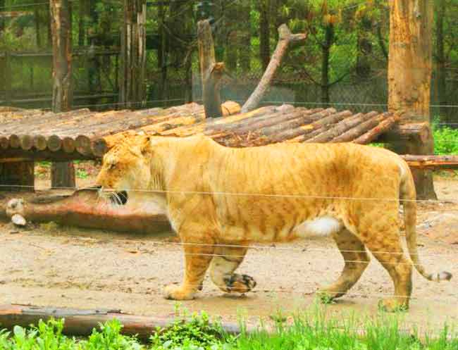 Liger Births at Everland Liger Zoo in South Korea have always received a great degree of buzz.