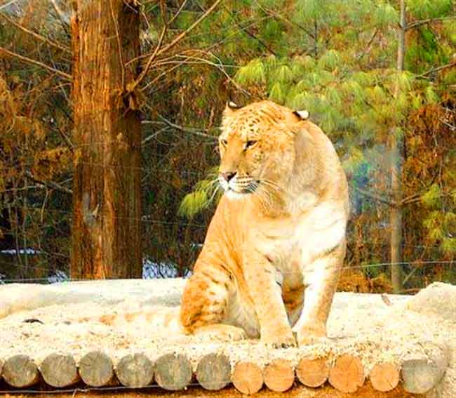 A Liger at its enclosure in Everland Liger Zoo in South Korea.