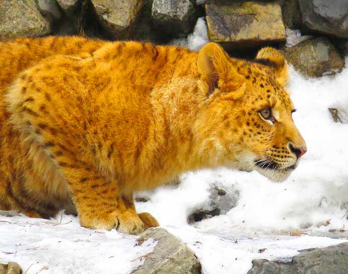 Novsibirsk Zoo is famous for Li-Ligers. A Li-Liger has male lion as its father and female liger as its mother.
