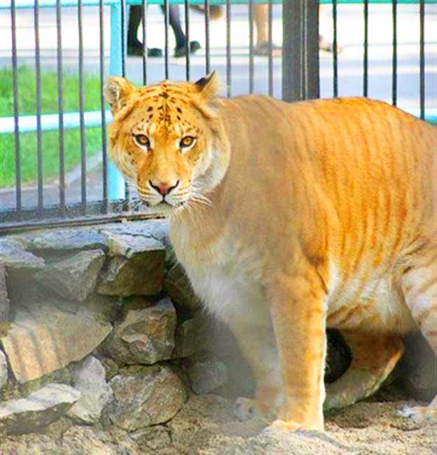 Liger at its enclosure at Novosibirsk Zoo in Russia. 