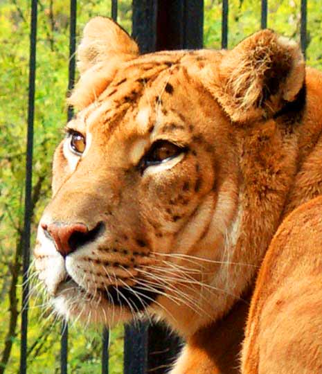 Novosibirsk Zoo in Russia is a very popular liger zoo because of presence of the ligers.