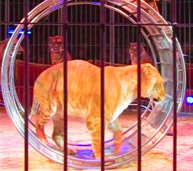 Liger delivering circus performance at Ainad Shrine Circus Liger Zoo.