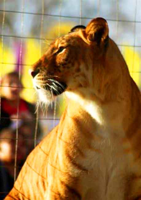 Liger Circus at Big Cat Habitat & Gulf Cost Sanctuary Liger Zoo.