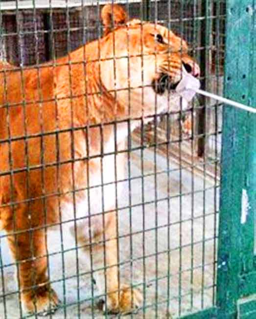 Liger Enclosure Big Cat Habitat & Gulf Coast Sanctuary Liger Zoo.