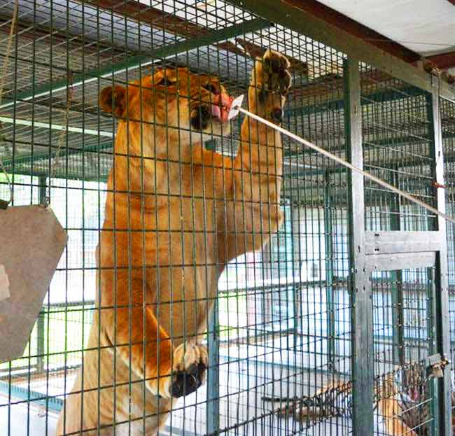 Popular Liger Zoo - Big Cat Habitat & Gulf Coast Sanctuary 