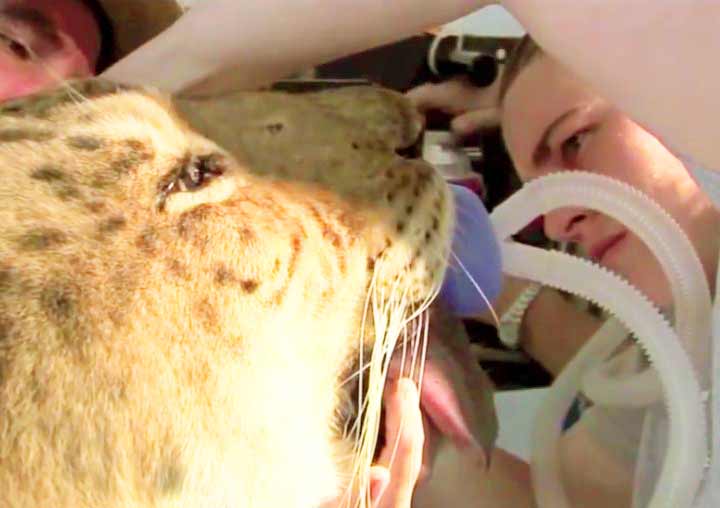 Liger Freckles having tooth surgery at Liger Zoo Big cat Rescue Center