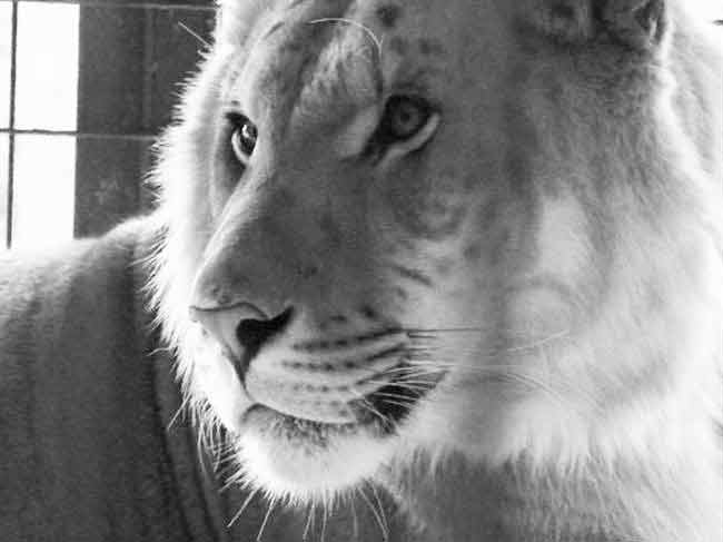 Ligers have a huge history associated with Bloemfontein Liger Zoo in South Africa.
