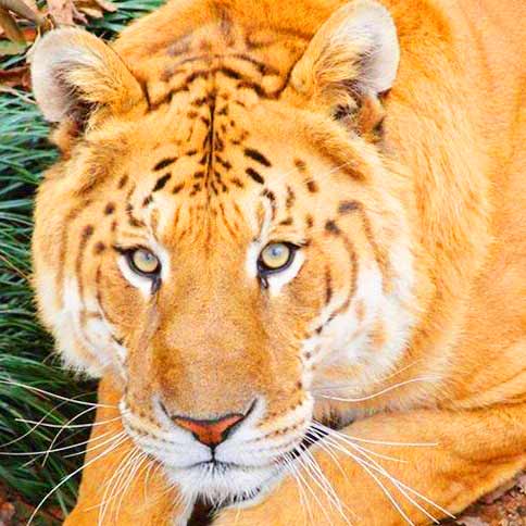 Broken Arrow Animal Shelter Liger Zoo has rescued a lot of Big Cats. This Liger Zoo is located at Oklahoma, USA.
