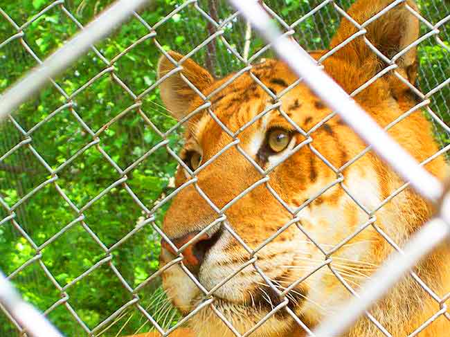 Liger Zoo - Broken Arrow Animal Shelter at Oklahoma, USA.