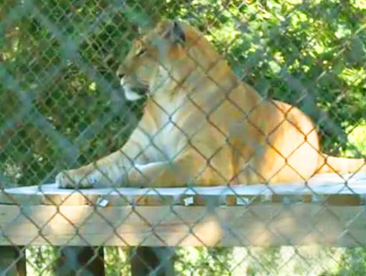Liger at its Enclosure at D&D Farm Animal Sanctuary Liger Zoo.