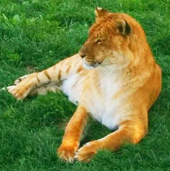 Fiesty the Liger was rescued and brought to D&D Farm Animal Sanctuary, Missouri, USA.