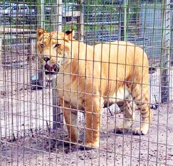 Liger Zoo Name Endangered Animal Rescue Sanctuary at Citra, Florida.