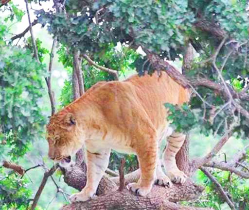 Garold Wayne Liger Zoo has the biggest female liger in the world.