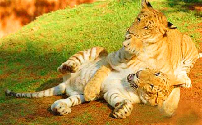 Liger cubs pingping and anan were born at Hainan Tropical wildlife Liger zoo.