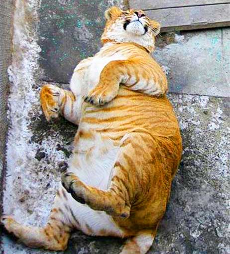 Liger offers big cat conservation at Harbin Liger Zoo in China.