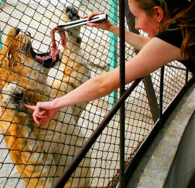 Liger eating meat from a visitor at Harbin Liger Zoo in China.