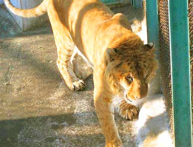 Harbin Liger zoo is very popular liger zoo because of the presence of the ligers.
