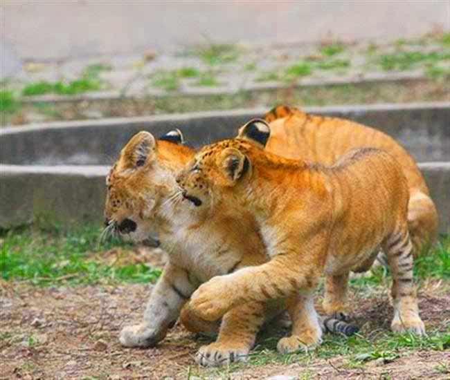 Liger cubs birth at hongshan forest zoo in Nanjing, Jiangsu, China.