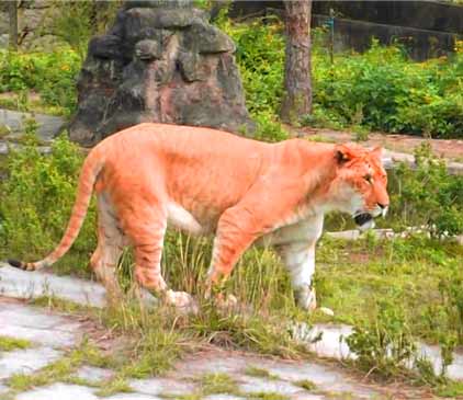 Liger Experience - Hongshan Forest Liger Zoo in Jiangsu China.