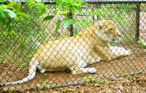 Liger Enclosure at Jungle Island Liger Zoo in Miami, Florida, USA.