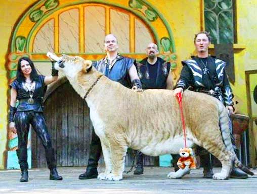 The presence of Liger at King Richard's Faire further increases the popularity of King Richards faire.