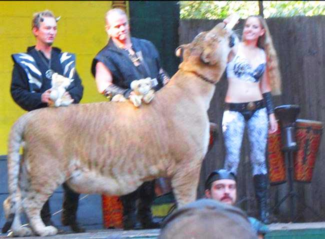 Ligers at Stage of King Richard's Faire Liger Zoo.