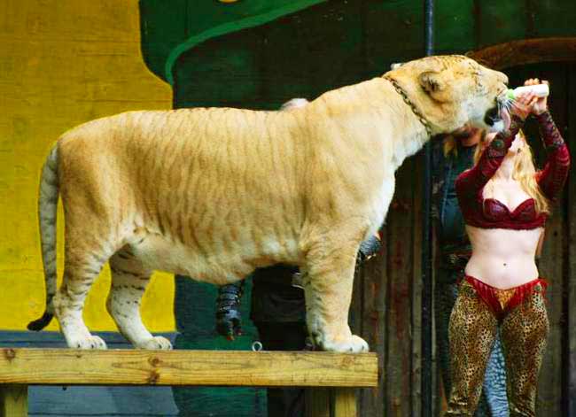 King Richard's faire is also a classified Liger Zoo.
