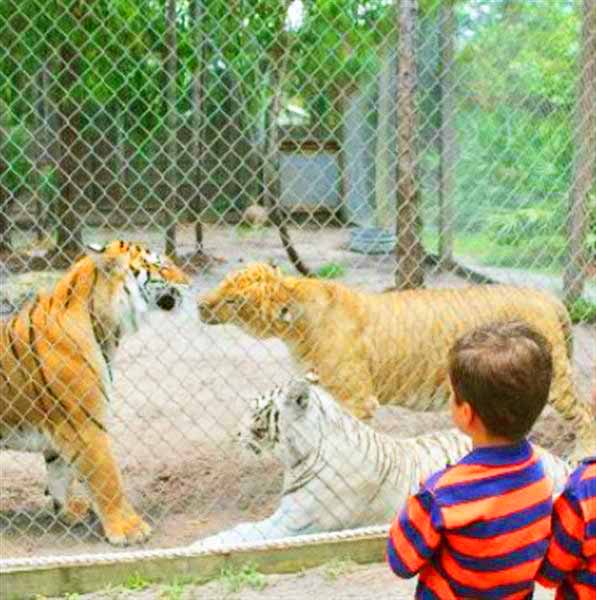 Liger and Tigers enclosure at McCarthys Liger Zoo at West Palm Beach, Florida, USA.