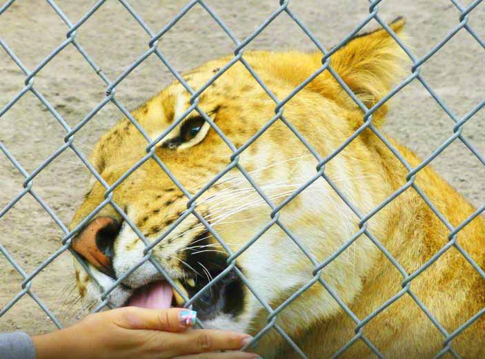 McCarthys Wildlife sanctuary is a very famous Liger zoo in Florida.