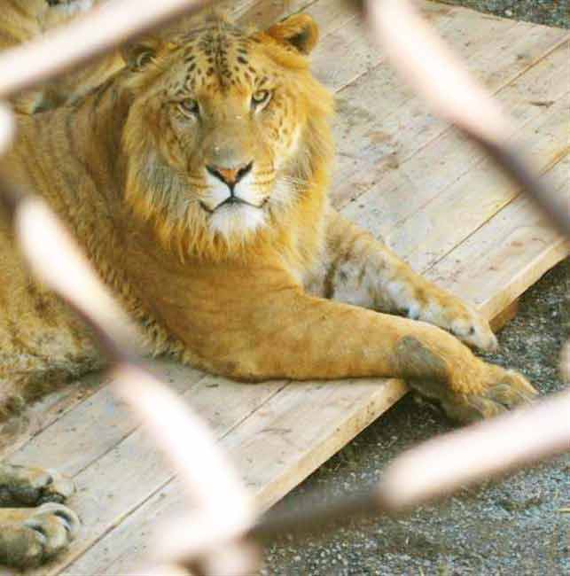 Liger events at McClellands critter Zoo in Alabama. 