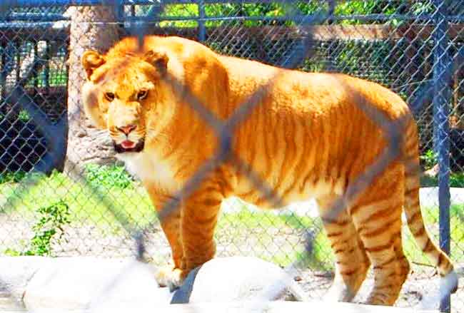 Jerry the Liger at McClelland Critter Zoo in Alabama, USA. 