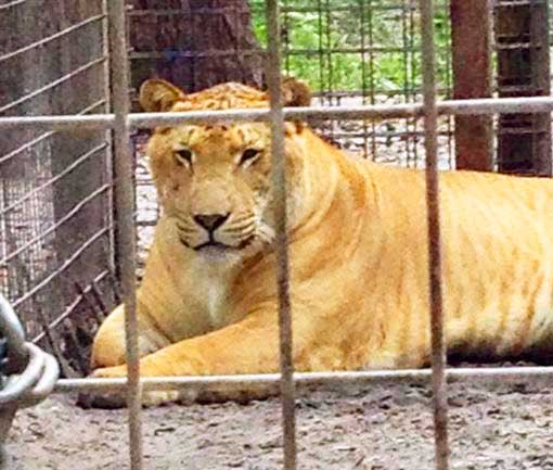 McClelland Critter Zoo is a popular liger zoo. 