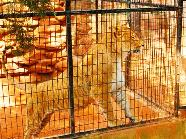 Liger Enclosure at Missouri Wild Animal Safari Liger Zoo