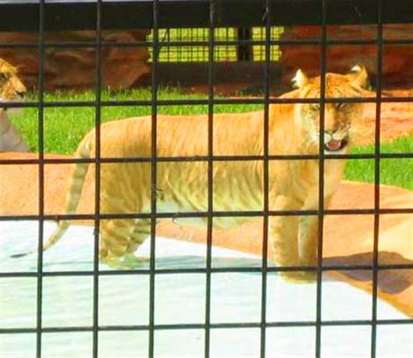 Missouri Liger zoo is Popular for Wild Animal Safari and also for Ligers as well.