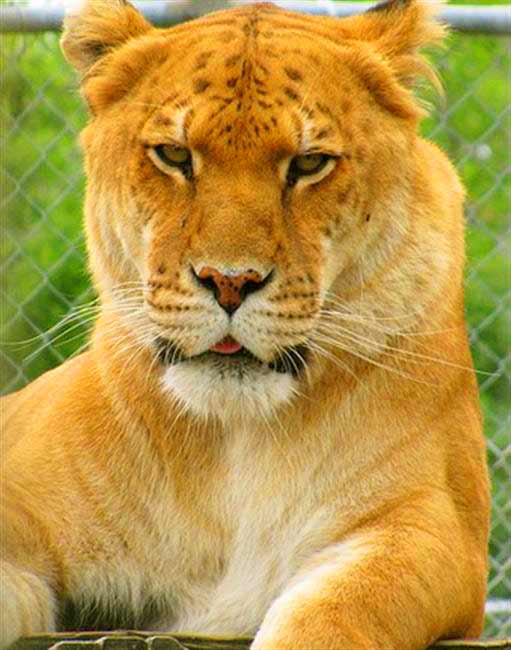 Liger Zoo Noah's Lost Ark, Berlin Center, Ohio, USA.