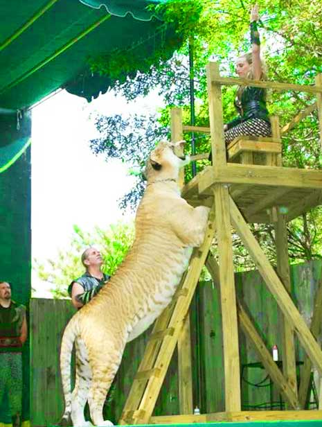 Ren Faire Liger Zoo is very popular Liger Destination in Virginia, USA.