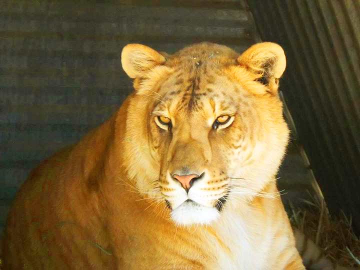 Reno Liger Zoo has a female like called Kalika the liger.