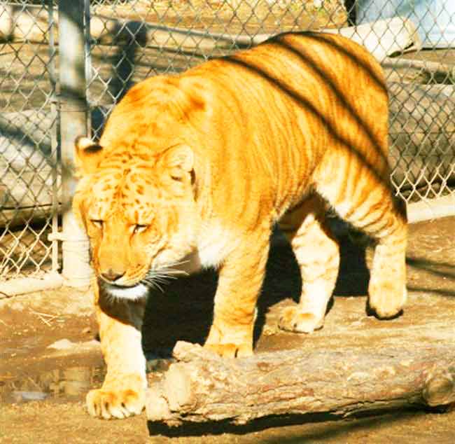 Sierra Safari Liger Zoo is famous because of the presence of Kalika the Liger.