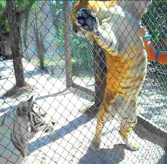 Liger Enclosure at Natal Zoological Gardens in Pietermartizburg, South Africa.