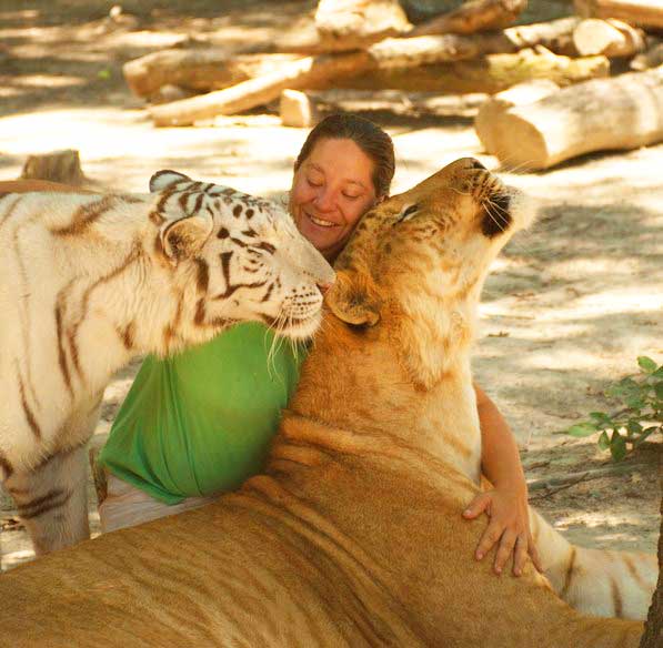 Tiger World Liger Zoo offers an awesome experience with ligers.