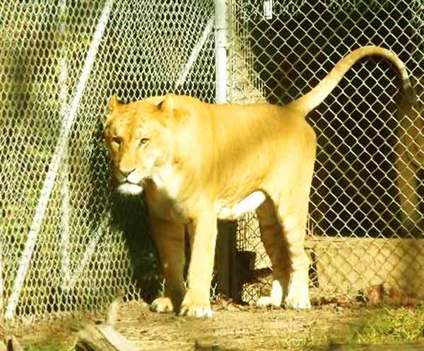 Liger Zoo Tiger World Rockwell, NOrth Carolina, USA.