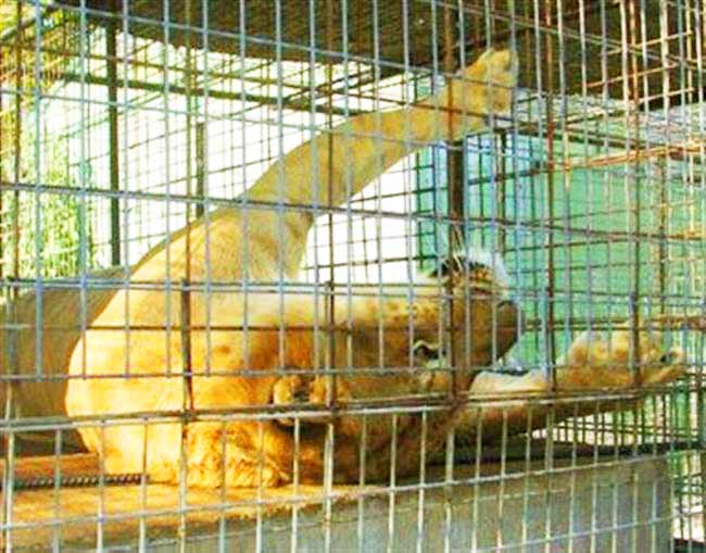 Liger Enclosure at Turpentine Creek Wildife Refuge Arizona, USA.