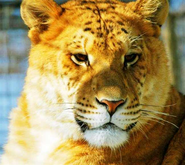 Liger Rescue Turpentine Creek Wildlife Refuge Liger Zoo.