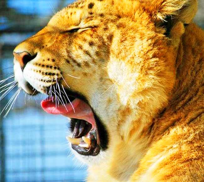 Turpentine Creek Wildlife Refuge is a popular Liger Zoo.