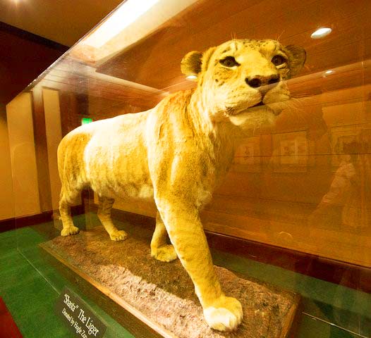 Shasta the Liger at Bean Museum. Its body was transferred from Utah's Liger Zoo to Bean Museum.