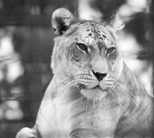 Utah's Hogle Zoo Popularity because of Shasta the liger.