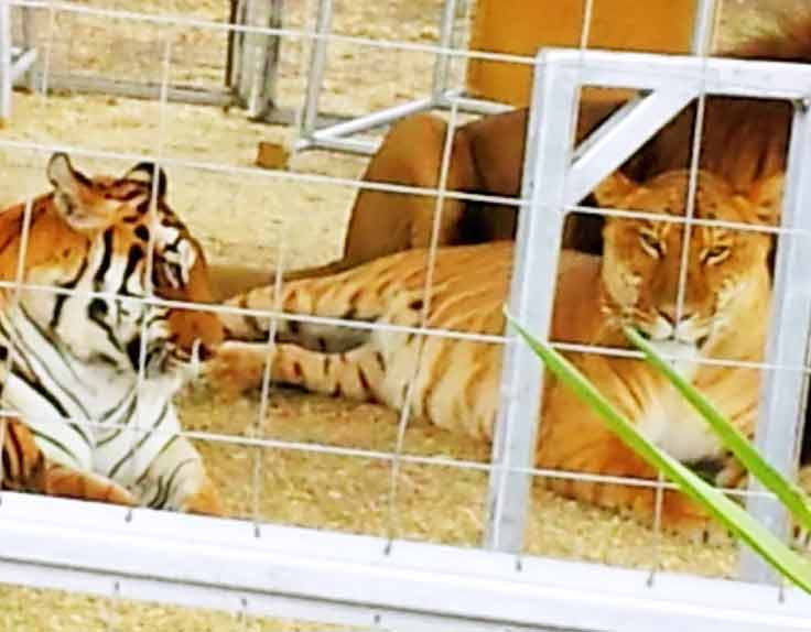 Big Cat Encounter Liger Zoo is very popular across Nevada, USA.