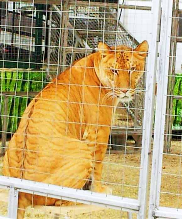 Liger Zoo in Nevada is called Wild Animal Encounter. 