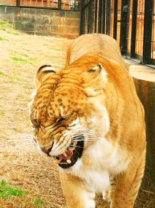 Liger Visitors visit Wild Animal Safari Liger Zoo. 