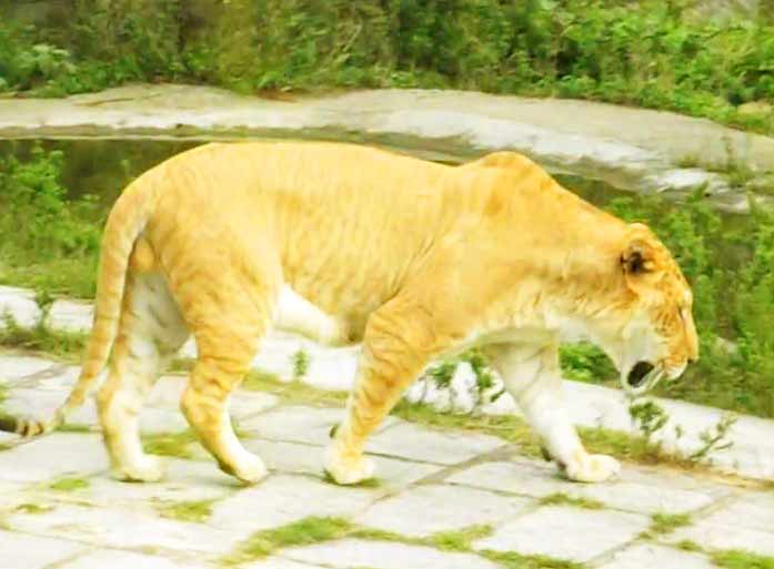 Liger Enclosure at Wuxi Animal Liger Zoo in Jiangsu, China.